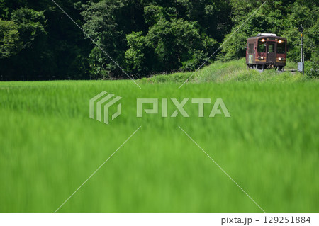 水田越しの信楽高原鐵道の列車 水田越しの信楽高原鐵道の列車 129251884