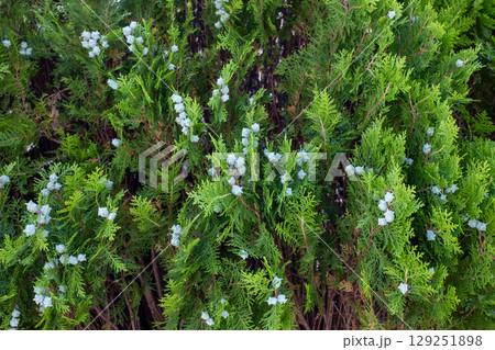 ヒバ類の花の開花 129251898