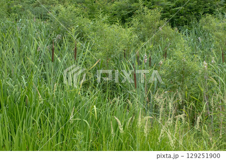 緑が生い茂る中のガマノホ 129251900