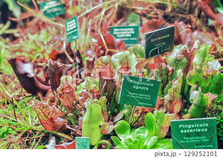 Various plants grow in botanical garden. Different carnivorous red, green pitcher plant. Sarracenia, Pinguicula agnata, Pinguicula esseriana flowers 129252101