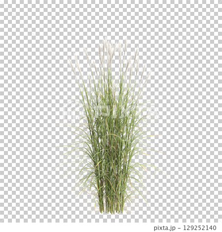 3d illustration of bush Miscanthus flavidus isolated on transparent background 3d illustration of bush Miscanthus flavidus isolated on transparent background 129252140