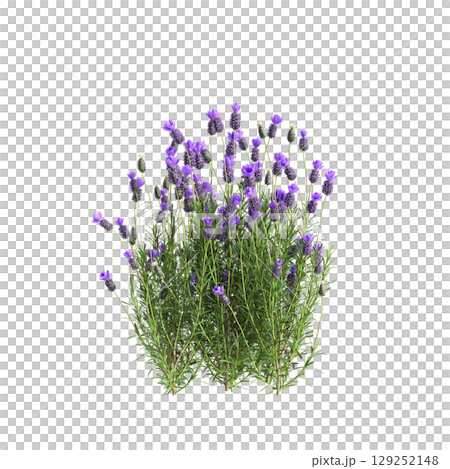 3d illustration of bush Lavandula stoechas isolated on transparent background 129252148
