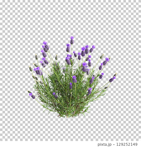3d illustration of bush Lavandula stoechas isolated on transparent background 3d illustration of bush Lavandula stoechas isolated on transparent background 129252149