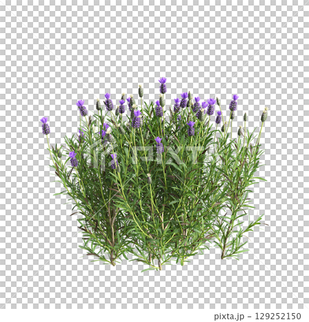 3d illustration of bush Lavandula stoechas isolated on transparent background 3d illustration of bush Lavandula stoechas isolated on transparent background 129252150