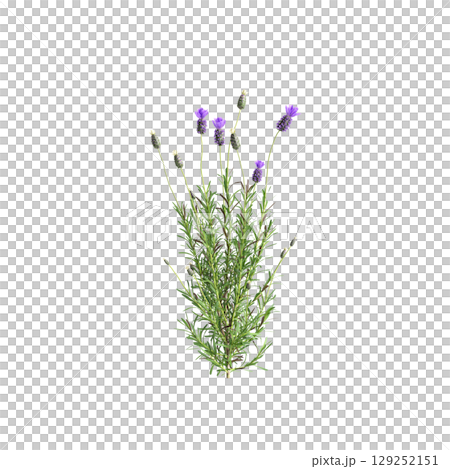 3d illustration of bush Lavandula stoechas isolated on transparent background 3d illustration of bush Lavandula stoechas isolated on transparent background 129252151