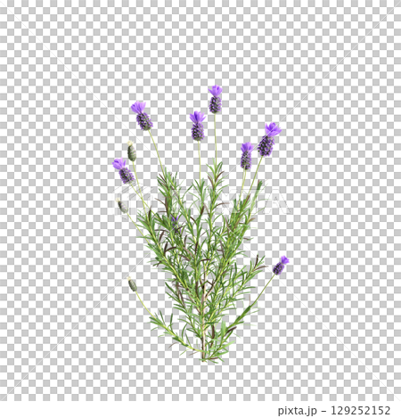 3d illustration of bush Lavandula stoechas isolated on transparent background 3d illustration of bush Lavandula stoechas isolated on transparent background 129252152
