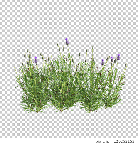 3d illustration of bush Lavandula stoechas isolated on transparent background 3d illustration of bush Lavandula stoechas isolated on transparent background 129252153