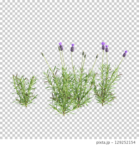 3d illustration of bush Lavandula stoechas isolated on transparent background 129252154