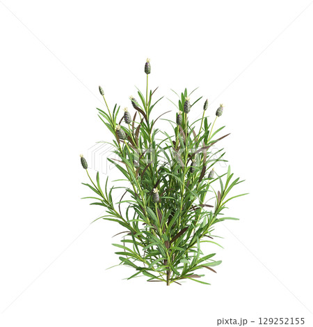 3d illustration of bush Lavandula stoechas isolated on transparent background 3d illustration of bush Lavandula stoechas isolated on transparent background 129252155