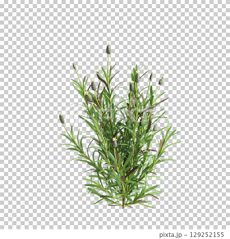 3d illustration of bush Lavandula stoechas isolated on transparent background 3d illustration of bush Lavandula stoechas isolated on transparent background 129252155