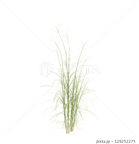 3d illustration of bush Miscanthus flavidus isolated on transparent background 3d illustration of bush Miscanthus flavidus isolated on transparent background 129252275