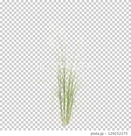 3d illustration of bush Miscanthus flavidus isolated on transparent background 3d illustration of bush Miscanthus flavidus isolated on transparent background 129252275