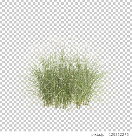3d illustration of bush Miscanthus flavidus isolated on transparent background 129252276