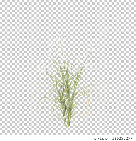3d illustration of bush Miscanthus flavidus isolated on transparent background 3d illustration of bush Miscanthus flavidus isolated on transparent background 129252277
