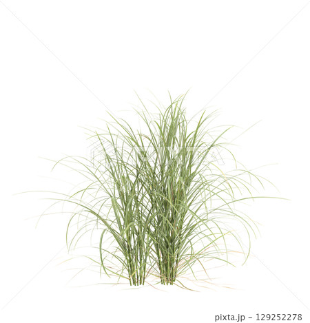 3d illustration of bush Miscanthus flavidus isolated on transparent background 3d illustration of bush Miscanthus flavidus isolated on transparent background 129252278