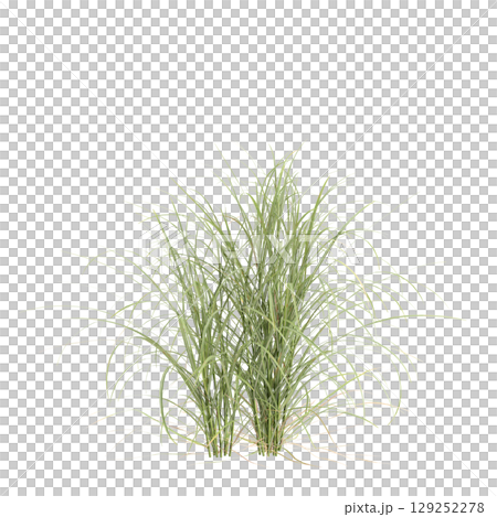 3d illustration of bush Miscanthus flavidus isolated on transparent background 3d illustration of bush Miscanthus flavidus isolated on transparent background 129252278