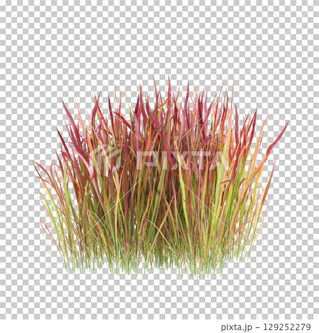 3d illustration of bush Imperata cylindrica rubra isolated on transparent background 3d illustration of bush Imperata cylindrica rubra isolated on transparent background 129252279