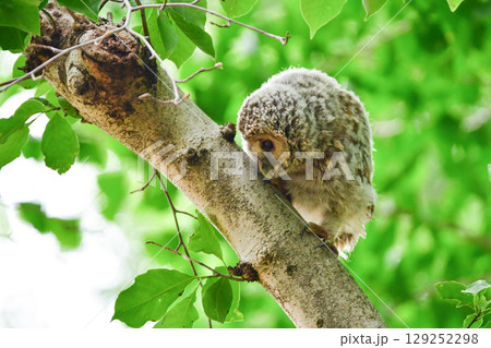 初夏の高原で出会えるふわふわの産毛のかわいらしい身近な野鳥、フクロウのひな 129252298