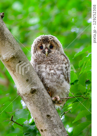 初夏の高原で出会えるふわふわの産毛のかわいらしい身近な野鳥、フクロウのひな 初夏の高原で出会えるふわふわの産毛のかわいらしい身近な野鳥、フクロウのひな 129252308