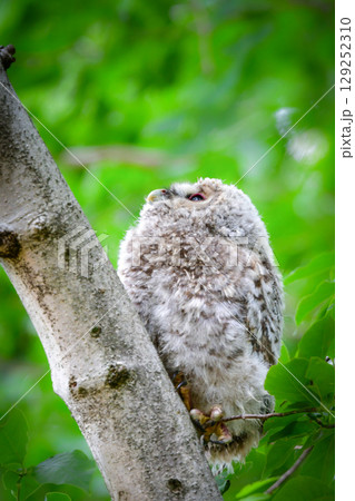 初夏の高原で出会えるふわふわの産毛のかわいらしい身近な野鳥、フクロウのひな 初夏の高原で出会えるふわふわの産毛のかわいらしい身近な野鳥、フクロウのひな 129252310