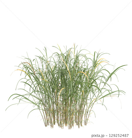 3d illustration of bush Miscanthus floridulus isolated on transparent background 3d illustration of bush Miscanthus floridulus isolated on transparent background 129252487