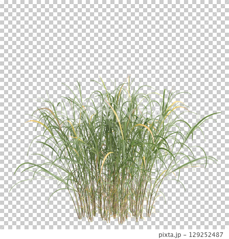 3d illustration of bush Miscanthus floridulus isolated on transparent background 3d illustration of bush Miscanthus floridulus isolated on transparent background 129252487