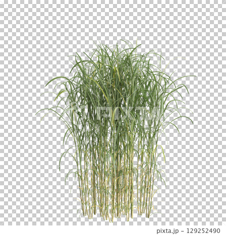 3d illustration of bush Miscanthus floridulus isolated on transparent background 3d illustration of bush Miscanthus floridulus isolated on transparent background 129252490