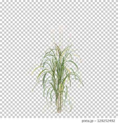 3d illustration of bush Miscanthus floridulus isolated on transparent background 3d illustration of bush Miscanthus floridulus isolated on transparent background 129252492