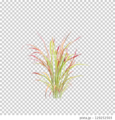 3d illustration of bush Imperata cylindrica rubra isolated on transparent background 129252503