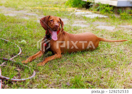 Hungarian vizsla lounging in lush green garden on a sunny afternoon Hungarian vizsla lounging in lush green garden on a sunny afternoon 129252533