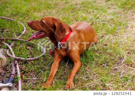 Hungarian vizsla relaxing on a sunny day in a grassy yard surrounded by garden hoses Hungarian vizsla relaxing on a sunny day in a grassy yard surrounded by garden hoses 129252541