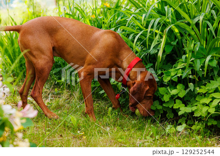 Hungarian vizsla explores vibrant garden, nose deep in fragrant greens on a sunny afternoon Hungarian vizsla explores vibrant garden, nose deep in fragrant greens on a sunny afternoon 129252544