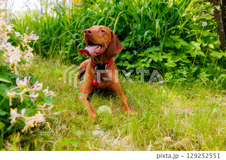 Hungarian vizsla plays joyfully in a lush garden surrounded by vibrant flowers on a sunny day Hungarian vizsla plays joyfully in a lush garden surrounded by vibrant flowers on a sunny day 129252551