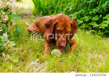 Hungarian vizsla enjoys a sunny afternoon playing with a ball in a lush green garden Hungarian vizsla enjoys a sunny afternoon playing with a ball in a lush green garden 129252556