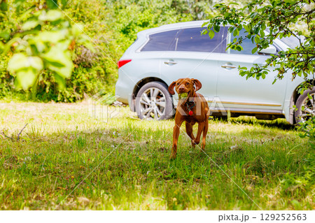 Joyful Hungarian Vizsla dog runs freely in a sunny green field near a parked car Joyful Hungarian Vizsla dog runs freely in a sunny green field near a parked car 129252563