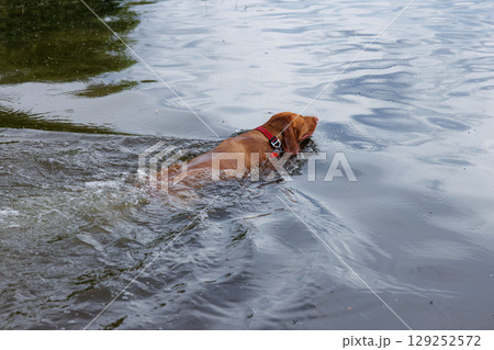 Hungarian vizsla swims gracefully through calm waters on a sunny afternoon by the lakeside 129252572