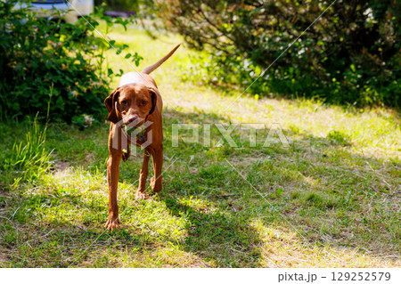 Joyful hungarian vizsla exploring a sunny meadow during a warm afternoon in nature 129252579