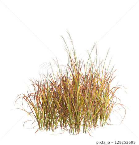 3d illustration of bush Miscanthus purpurascens isolated on transparent background 3d illustration of bush Miscanthus purpurascens isolated on transparent background 129252695