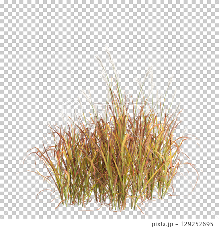 3d illustration of bush Miscanthus purpurascens isolated on transparent background 129252695