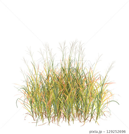 3d illustration of bush Miscanthus purpurascens isolated on transparent background 129252696
