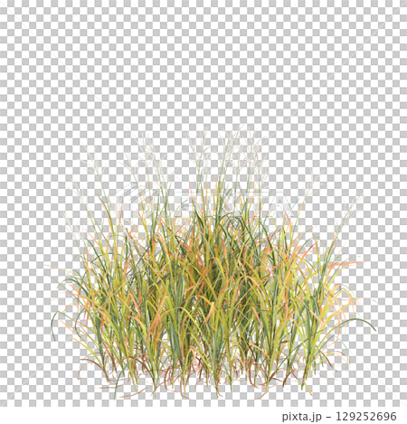 3d illustration of bush Miscanthus purpurascens isolated on transparent background 129252696