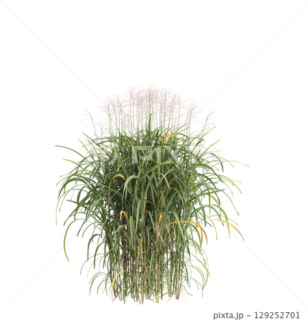 3d illustration of bush Miscanthus floridulus isolated on transparent background 129252701