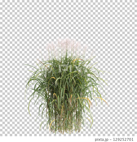 3d illustration of bush Miscanthus floridulus isolated on transparent background 129252701