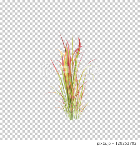 3d illustration of bush Imperata cylindrica rubra isolated on transparent background 3d illustration of bush Imperata cylindrica rubra isolated on transparent background 129252702