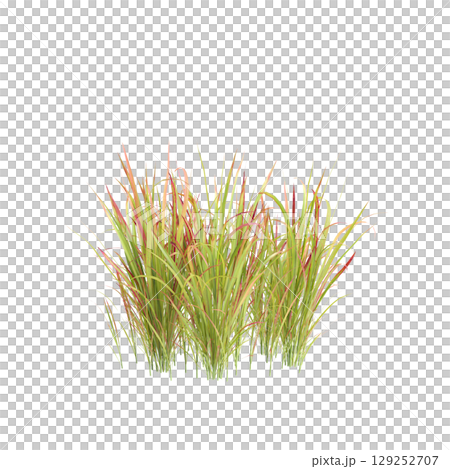 3d illustration of bush Imperata cylindrica rubra isolated on transparent background 3d illustration of bush Imperata cylindrica rubra isolated on transparent background 129252707