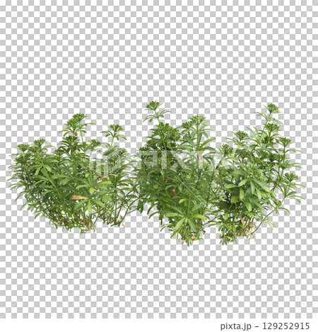 3d illustration of bush Galium aparine isolated on transparent background 3d illustration of bush Galium aparine isolated on transparent background 129252915