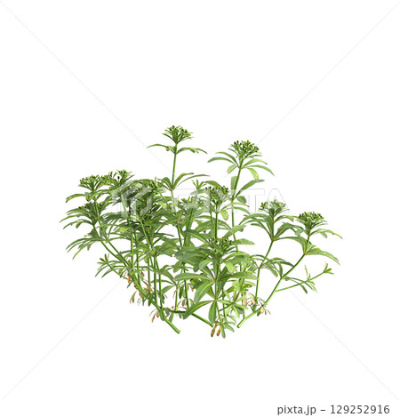 3d illustration of bush Galium aparine isolated on transparent background 3d illustration of bush Galium aparine isolated on transparent background 129252916