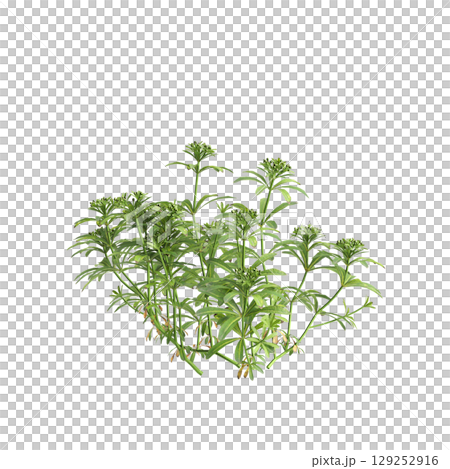 3d illustration of bush Galium aparine isolated on transparent background 129252916
