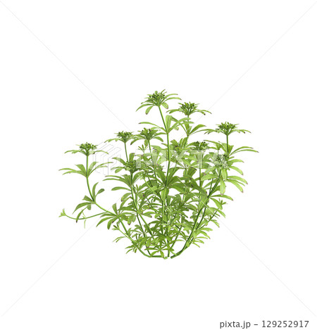 3d illustration of bush Galium aparine isolated on transparent background 3d illustration of bush Galium aparine isolated on transparent background 129252917