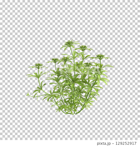 3d illustration of bush Galium aparine isolated on transparent background 3d illustration of bush Galium aparine isolated on transparent background 129252917
